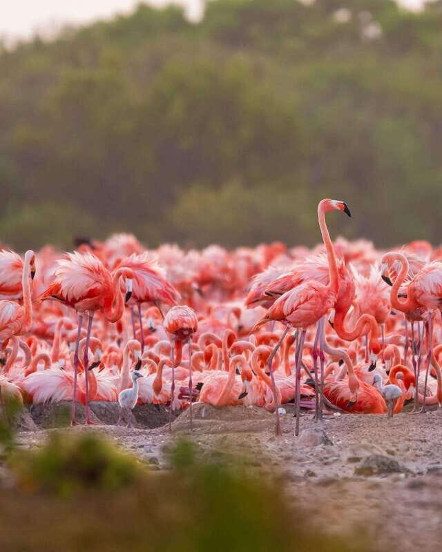 Rio Lagartos and Las Coloradas: EcoSafari Flamingo Luxury - FAQ