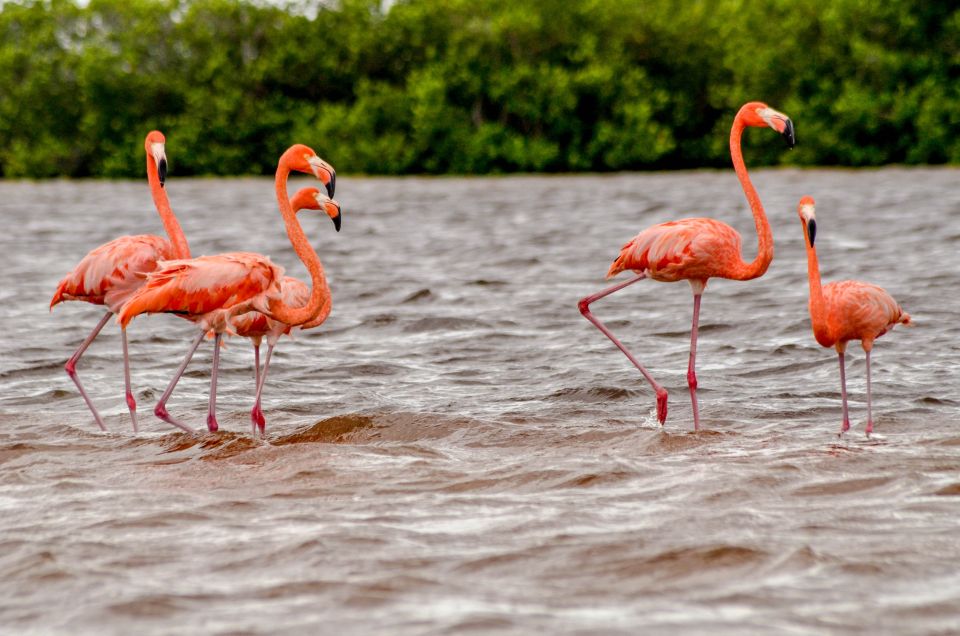 Rio Lagartos: Boat Tour Through the Nature Reserve - Key Points