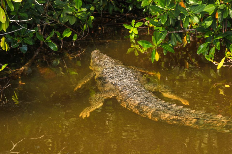 Rio Lagartos: Boat Tour Through the Nature Reserve - Exploring the Ria Lagartos Biosphere Reserve