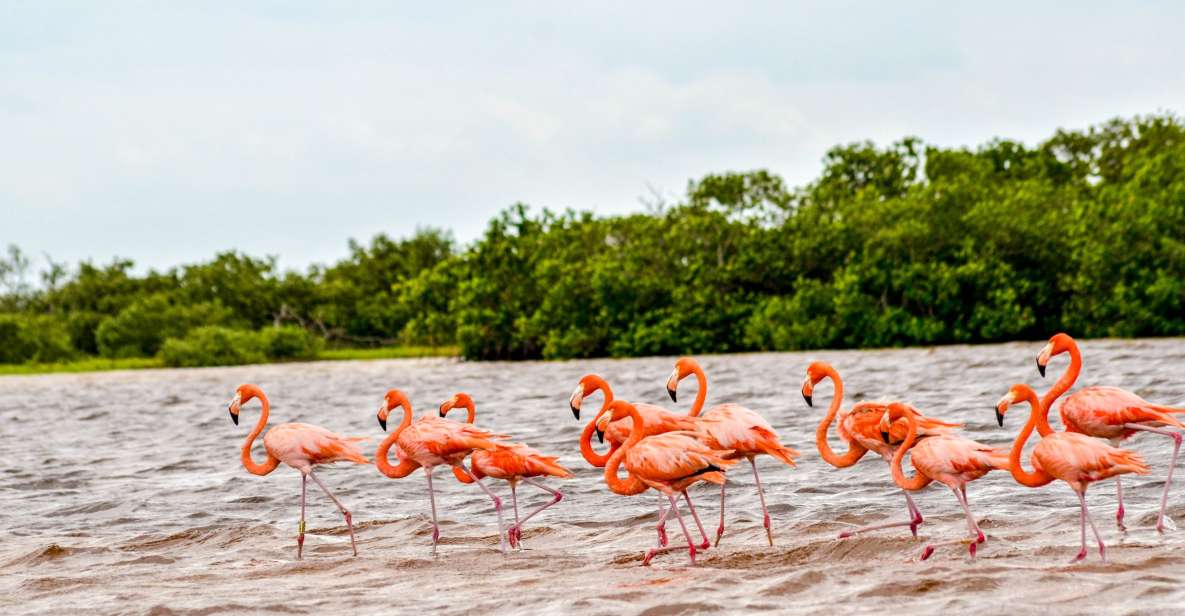 Rio Lagartos: Boat Tour Through the Nature Reserve - Observing the Flamingo Colonies