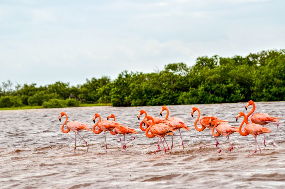 Rio Lagartos: Boat Tour Through the Nature Reserve - Visiting a Virgin Beach