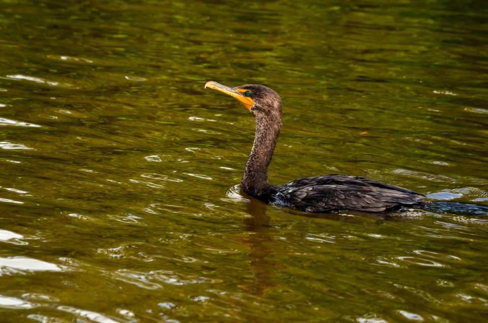Rio Lagartos: Boat Tour Through the Nature Reserve - Meeting Point and Accessibility