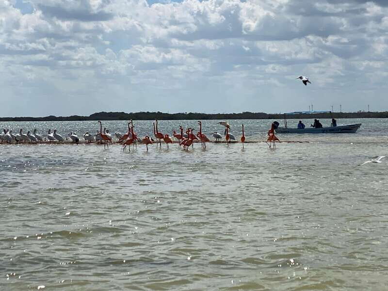 Rio Lagartos Expedition: boat journey through the mangrove - Key Points