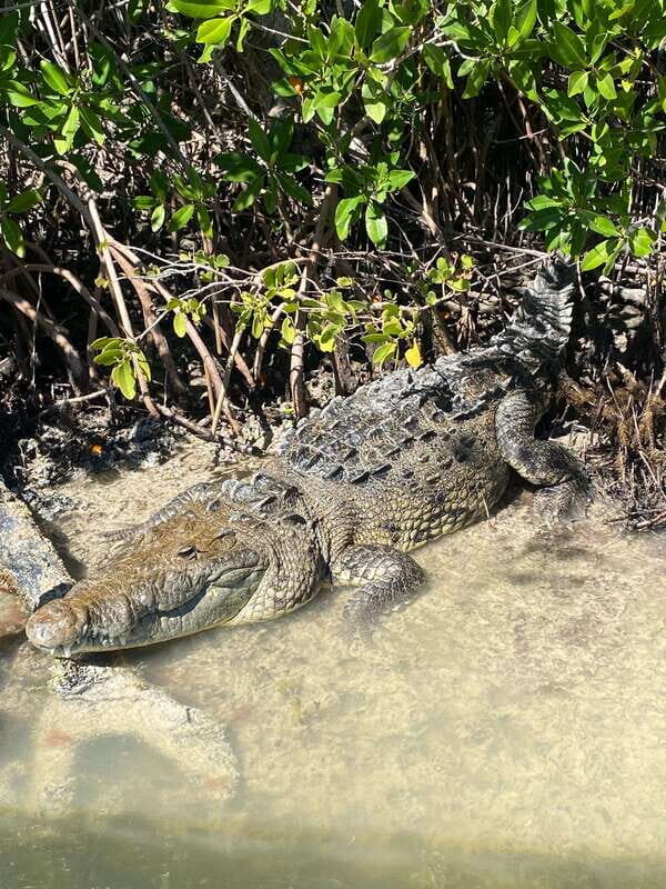 Rio Lagartos Expedition: boat journey through the mangrove - An In-Depth Look at the Río Lagartos Boat Tour