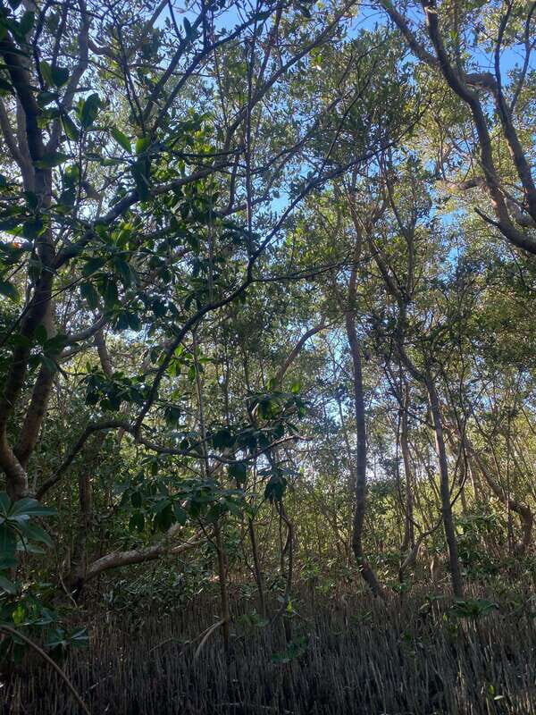 Rio Lagartos Expedition: boat journey through the mangrove - The Value of a Short but Focused Tour