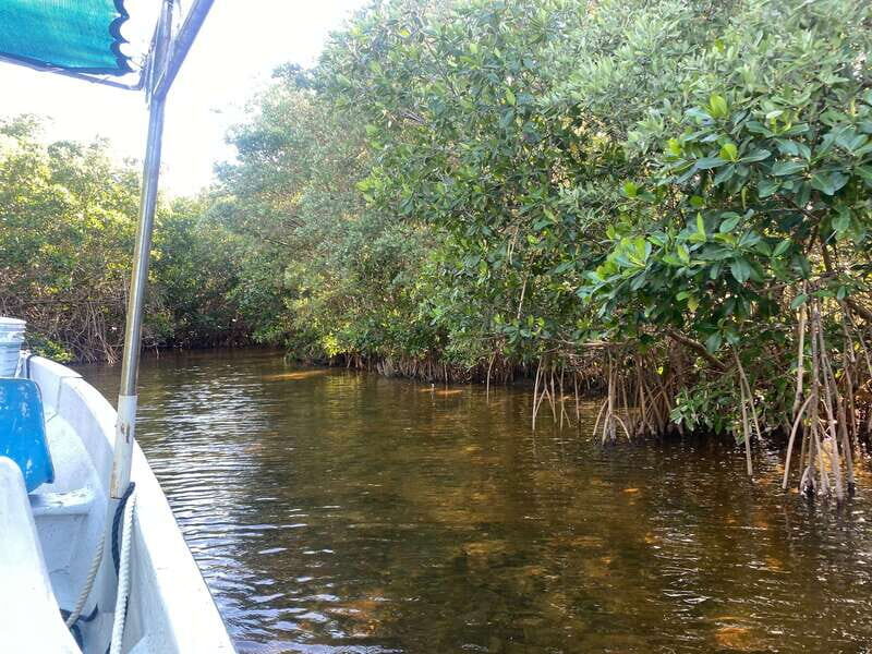 Rio Lagartos Expedition: boat journey through the mangrove - Final Thoughts