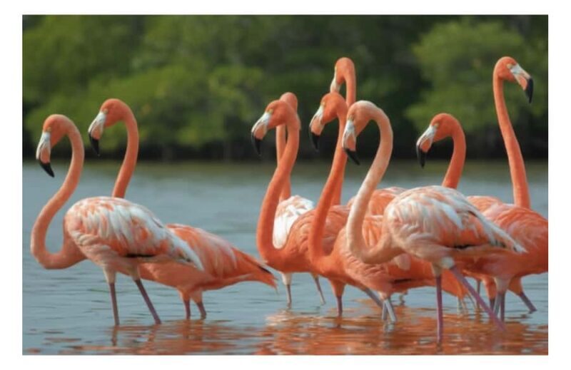 Río Lagartos: Flamingo-watching excursion and boat tour - An Honest Look at the Río Lagartos Flamingo Tour