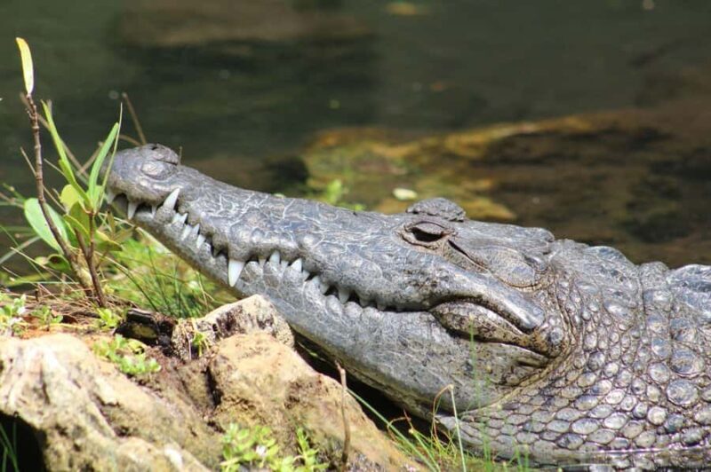 Río Lagartos: Flamingo-watching excursion and boat tour - What Travelers Are Saying