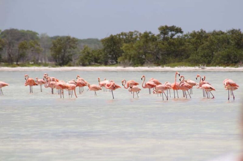 Río Lagartos: Flamingo-watching excursion and boat tour - Final Thoughts