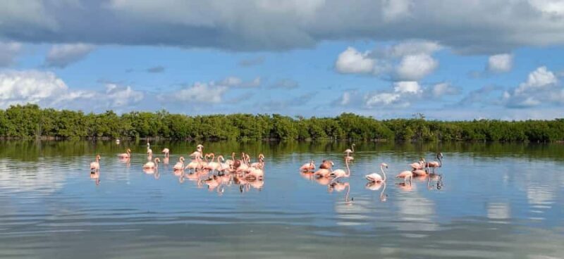 Río Lagartos & Las Coloradas Boat Tour: Flamingos, Mangroves - Exploring Río Lagartos & Las Coloradas by Boat: A Natural Adventure