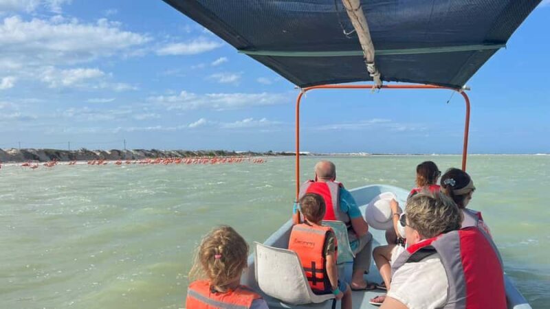 Río Lagartos & Las Coloradas Boat Tour: Flamingos, Mangroves - Key Points