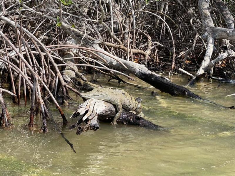 Río Lagartos & Las Coloradas Boat Tour: Flamingos, Mangroves - FAQ
