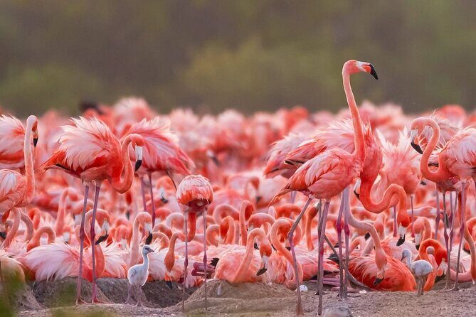 Rio Lizards and Las Coloradas Ecosafari Maya Natural Experience - What Makes This Tour Special?