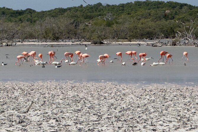 Rio Lizards and Las Coloradas Ecosafari Maya Natural Experience - Final Thoughts: Is It Worth It?