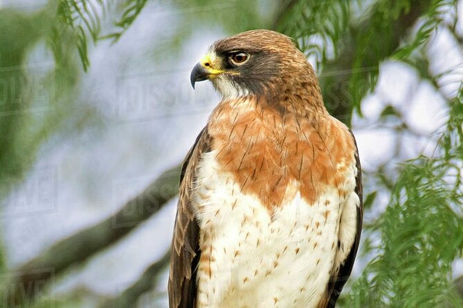 Rio Maya Bird Sanctuary and Spanish Lookout All Inclusive Birdwatching Tour - Booking and Logistics