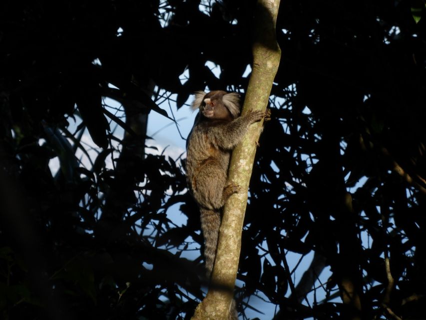 Rio: Tijuca National Park Guided Hike With Hotel Transfers - Guided Experience