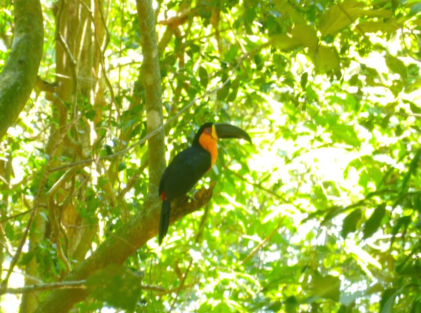 Rio: Tijuca National Park Guided Hike With Hotel Transfers - Customer Reviews