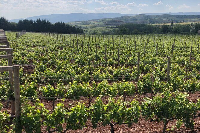 Rioja Day Tour: Explore Three Wineries with Tastings - A Detailed Look at the Rioja Day Tour