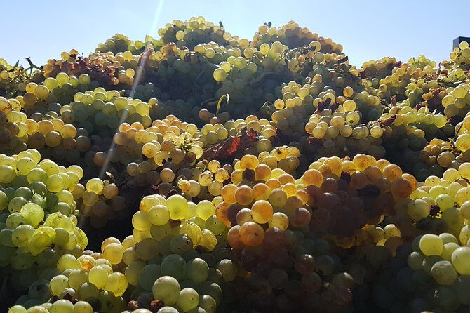 Rioja Full Experience Tour from San Sebastian with Lunch - FAQ