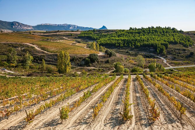 Rioja Wine Tour: 2 Wineries Visit With Tasting From San Sebastian - Pickup and Drop-off Information