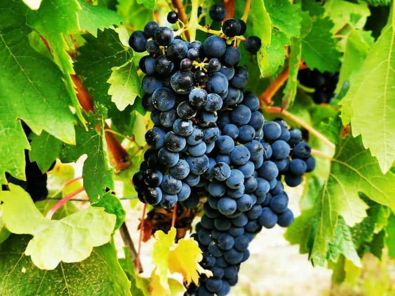 Rioja: Wine Tour with a Local Expert with Tastings - Key Points