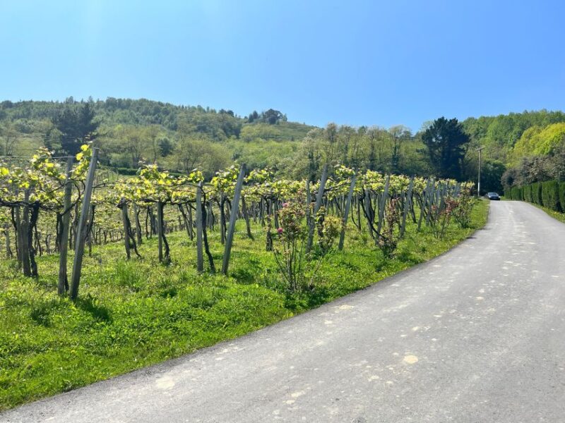 Rioja Wineries VIP Tour - Key Points