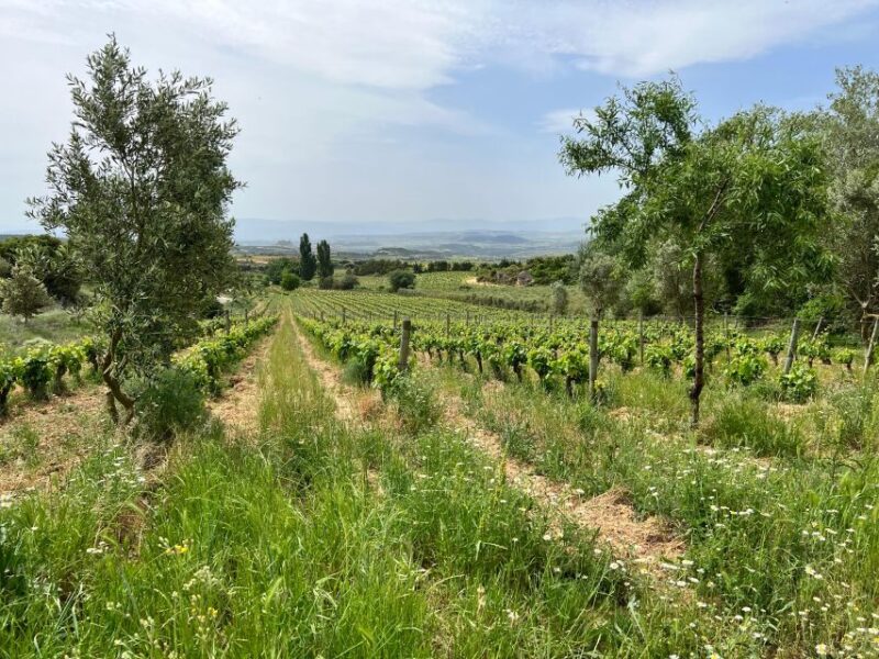 Rioja Wineries VIP Tour - Expert Guides and Knowledge