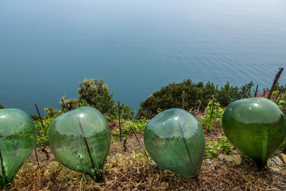 Riomaggiore: Vineyard & Wine Cellar Tour With Wine Tasting - Wine Tasting Experience