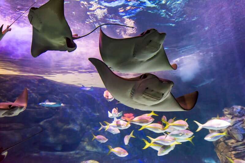 Ripley's Aquarium: Sharks After Dark Entry (After 5PM) - Introducing the Sharks After Dark Experience
