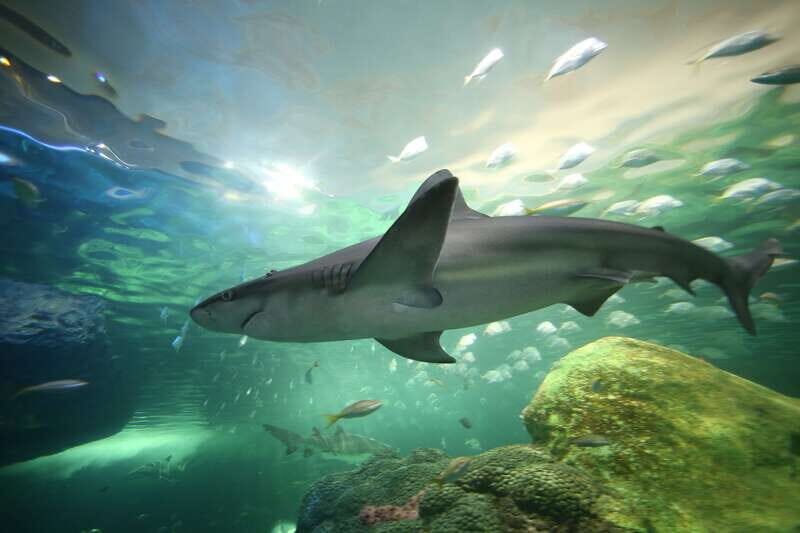 Ripley's Aquarium: Sharks After Dark Entry (After 5PM) - Special Features and Highlights