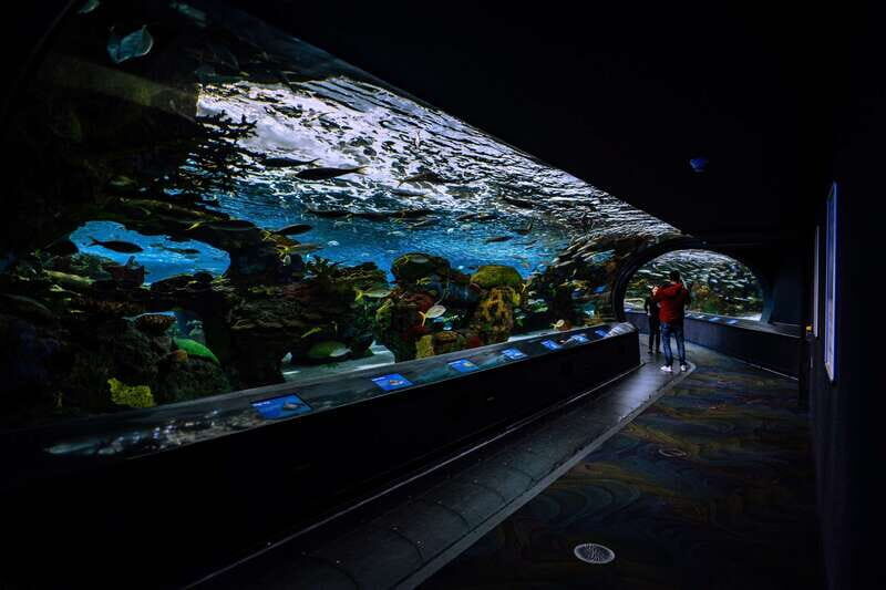 Ripley's Aquarium: Sharks After Dark Entry (After 5PM) - The Cost and Its Value