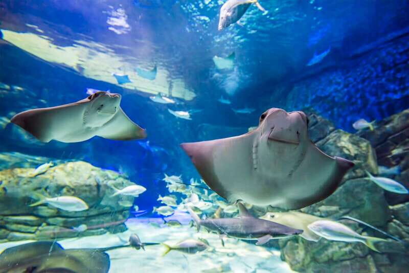 Ripley's Aquarium: Sharks After Dark Entry (After 5PM) - Practical Tips and Considerations