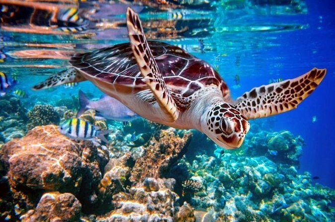 Riu Macao - Round Trip Shuttle - Punta Cana Airport - Final Thoughts on Value and Authenticity