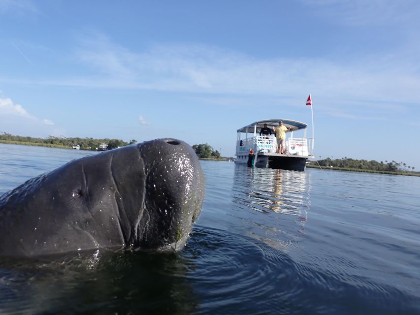 River Cruise With Manatee Viewing - Wildlife Sightings Opportunities