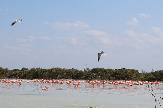 River Lizards Boat Tour for Flora and Fauna Observation - Authentic Encounters: Why This Tour Resonates