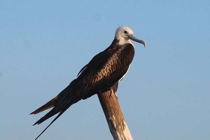 River Lizards Boat Tour for Flora and Fauna Observation - Final Thoughts: Who Is This Tour Best For?