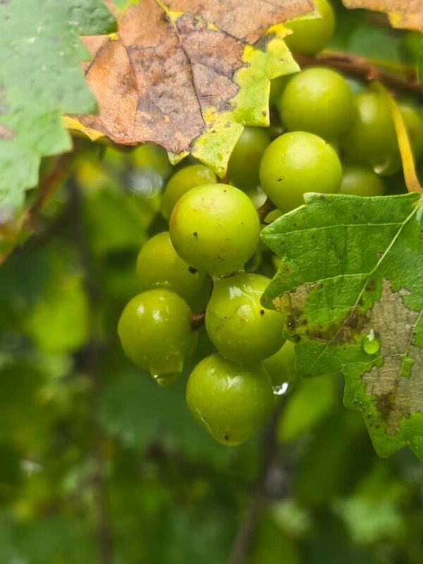 River Road African American Museum Entry Ticket - A Practical Look at the River Road African American Museum Tour