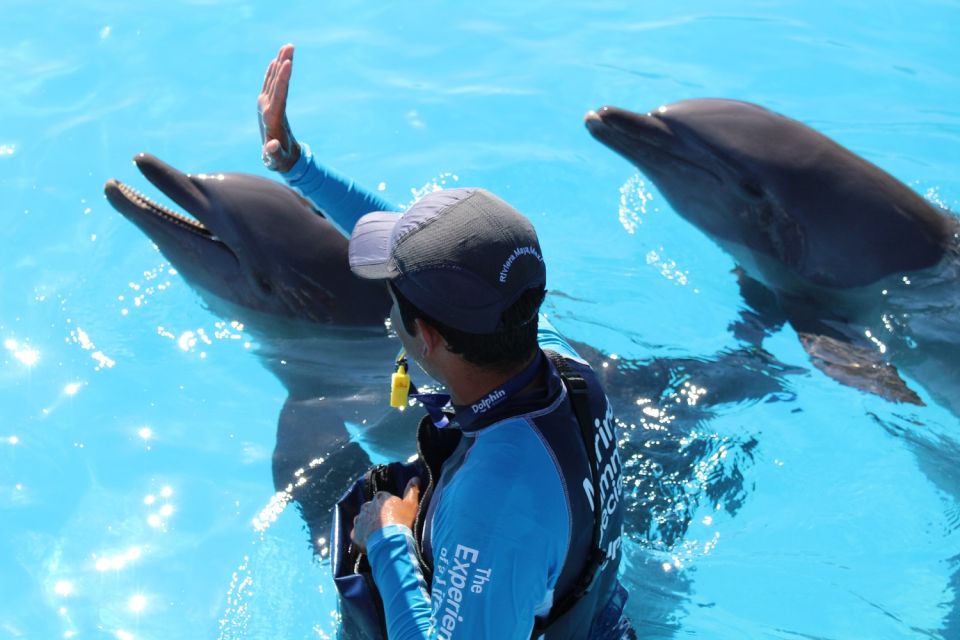 Riviera Maya: Dolphin Encounter With Beach Club Access - Pricing and Booking Information