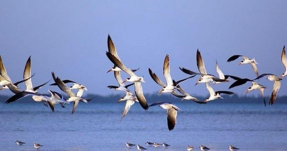 Riviera Maya: Private Transfer to Holbox Island - Ferry Tickets to Holbox Island
