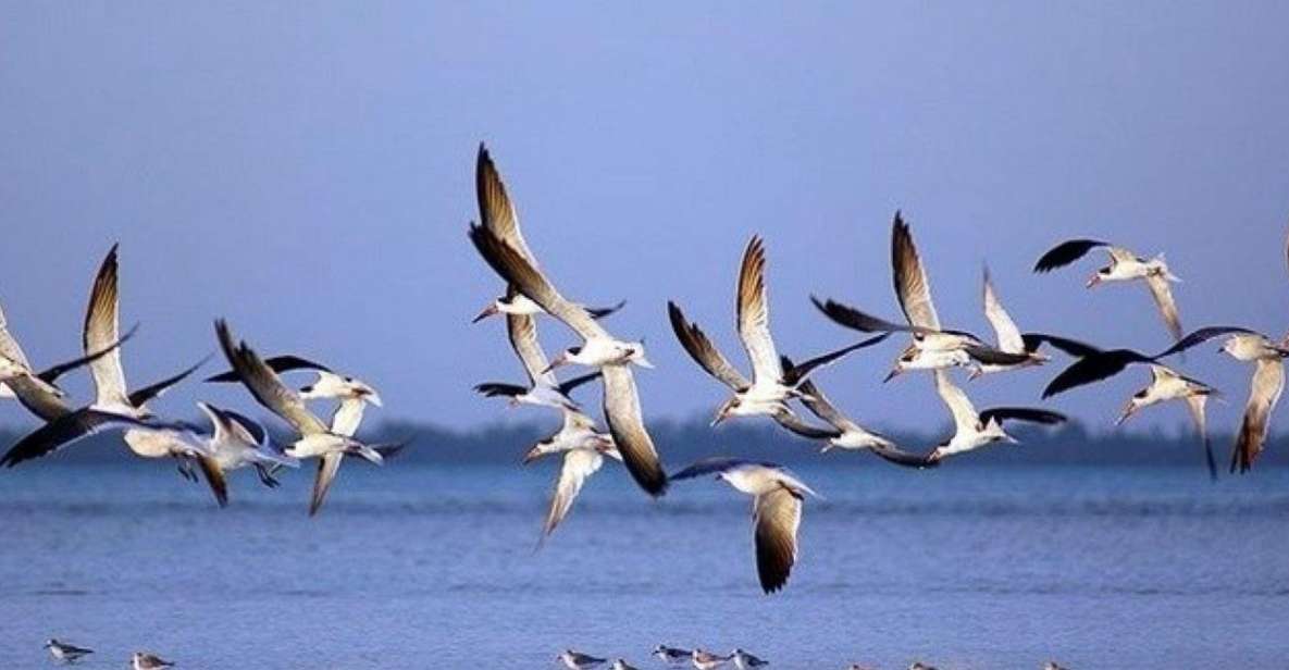 Riviera Maya: Private Transfer to Holbox Island - Reliable and Comfortable Chauffeur Service