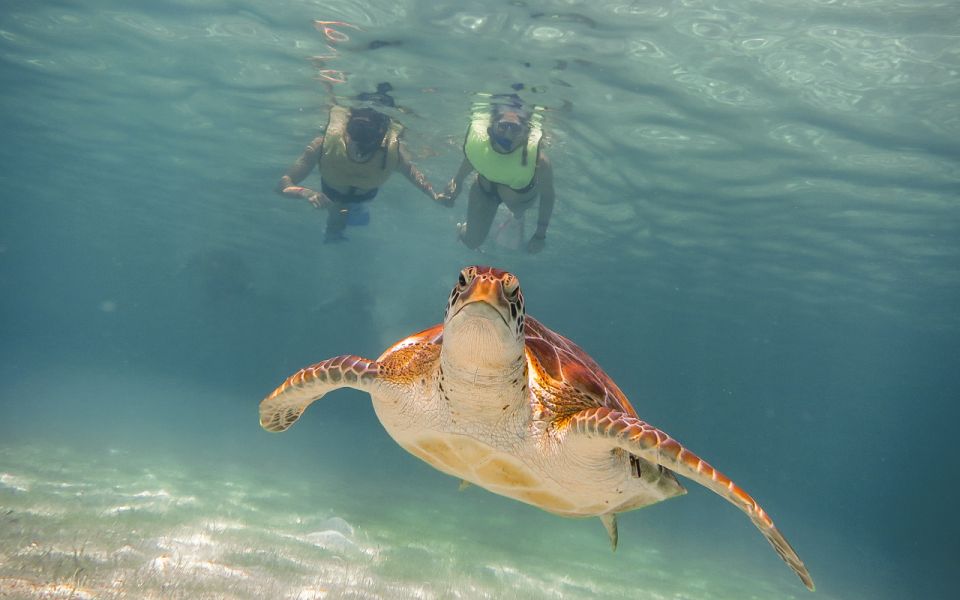 Riviera Maya: Turtles and Cenote Snorkeling Tour - Whats Included