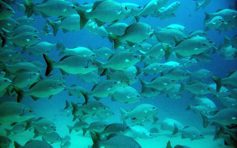 Riviera Maya: Turtles and Cenote Snorkeling Tour - Discovering Riviera Maya Cenotes