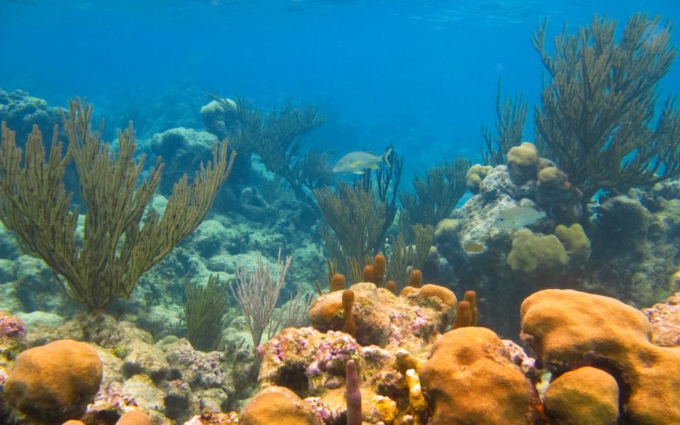 Riviera Maya: Turtles and Cenote Snorkeling Tour - Frequently Asked Questions