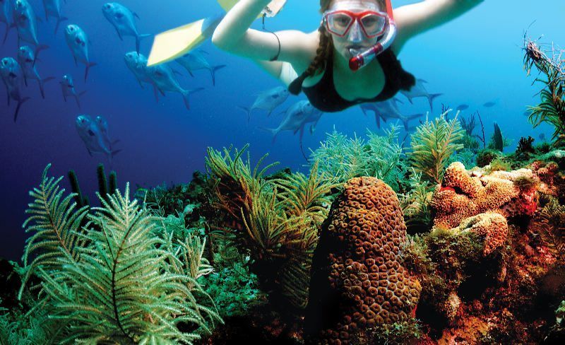 Riviera Maya: Two-Reef Snorkeling Experience - Deep and Shallow Snorkeling Sites