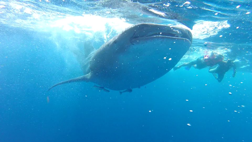 Riviera Maya: Whale Shark Tour - Key Points