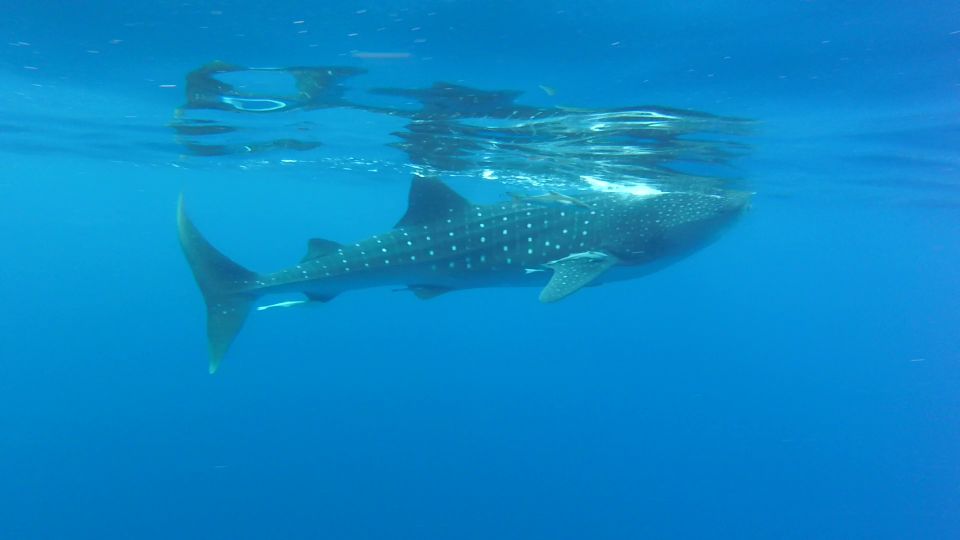 Riviera Maya: Whale Shark Tour - Highlights