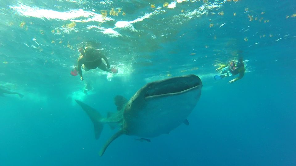 Riviera Maya: Whale Shark Tour - Marine Park Fee