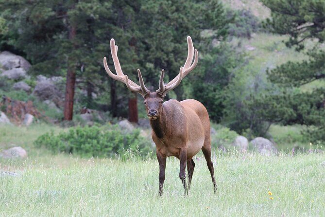 RMNP: Bear Lake Corridor Tour - An In-Depth Look at the RMNP: Bear Lake Corridor Tour