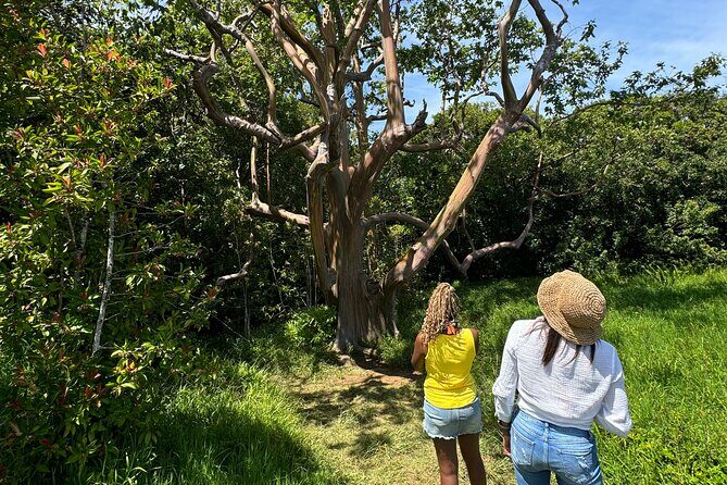 Road to Hana Maui Tours - What You Can Expect on the Road to Hana Tour