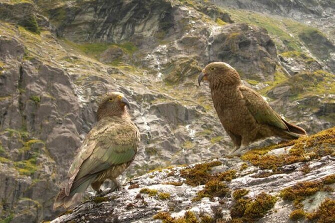 Rob Roy Glacier Guided Walk - Who Might Want to Consider Alternatives?